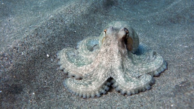 9 Reasons Why Octopuses Are the Smartest, Pettiest Animals