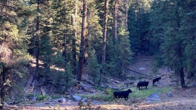 Officials Begin Feral Cow Slaughter in New Mexico