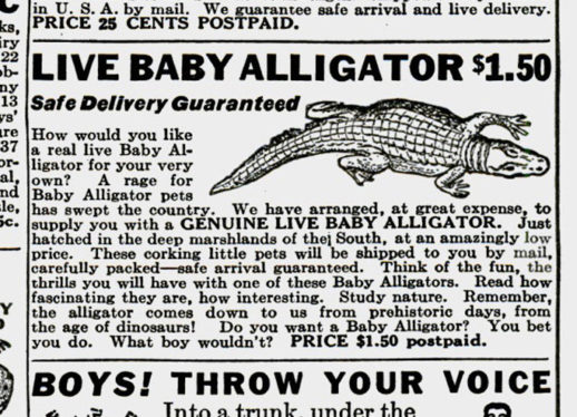 Alligators in New York: A Brief History