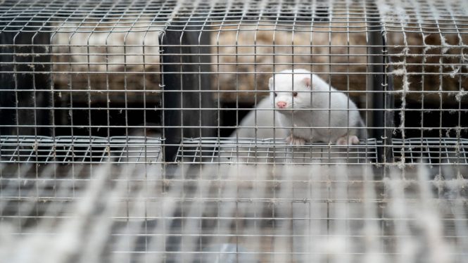 What a Bird Flu Outbreak Among Mink Could Mean for Humans