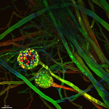 Funga wants to accelerate carbon capture using belowground fungal biodiversity