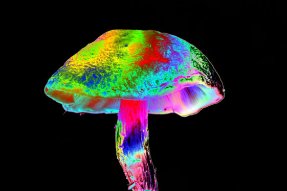 New mechanism proposed for why some psychedelics act as antidepressants