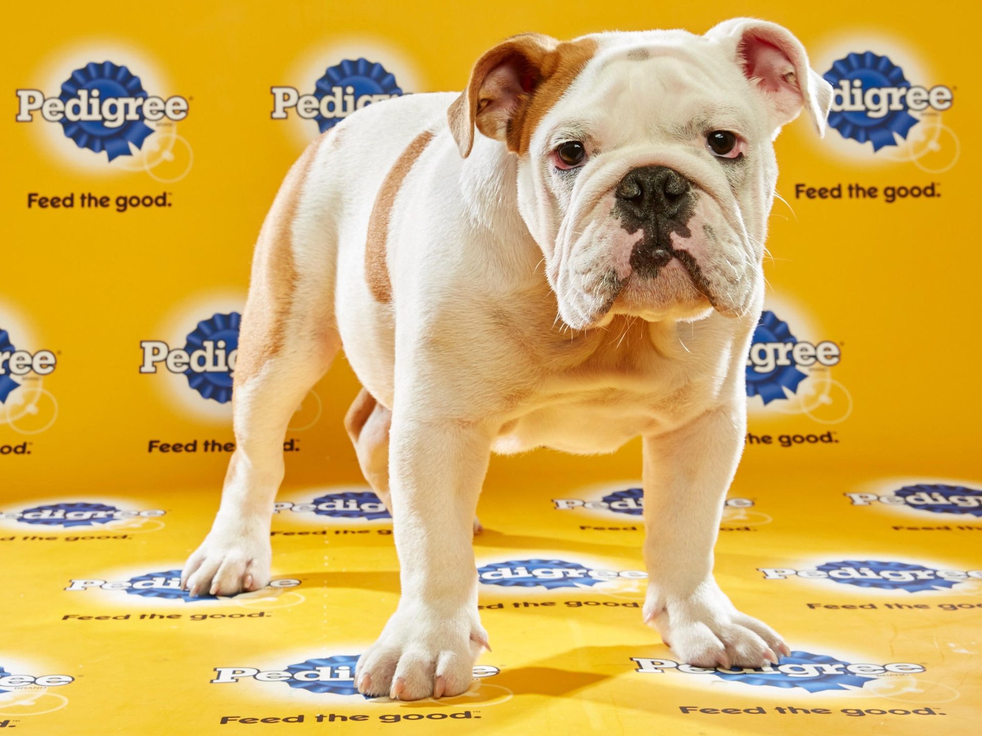 How to Watch Puppy Bowl 2023     – CNET