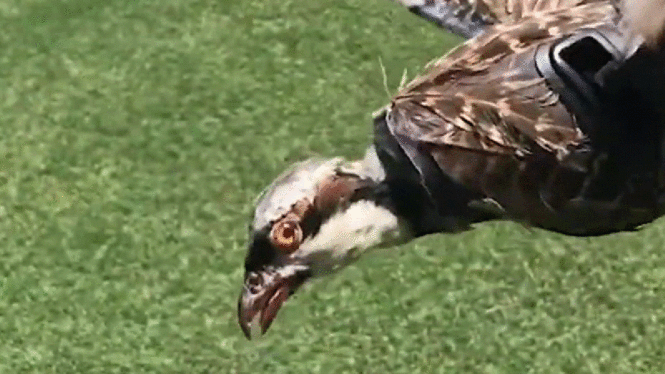 Researchers Are Turning Taxidermied Birds Into Drones