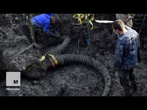 Nearly Complete Mammoth Skeleton Found on Michigan Soy Farm | Mashable