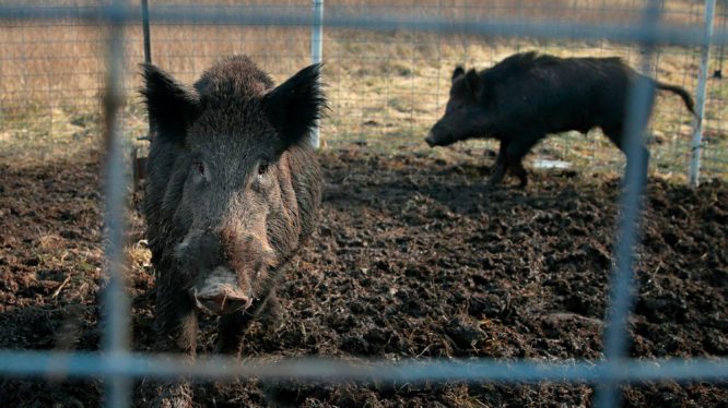 The Canadian Super Pigs Are Here