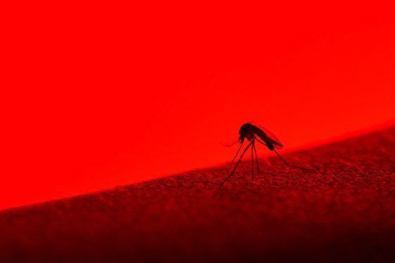 This Fake Skin Fools Mosquitoes—to Fight the Diseases They Spread