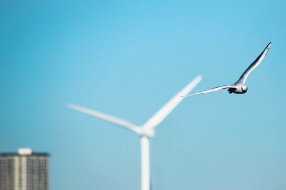 Wanted: Dead Birds and Bats, Felled by Renewables