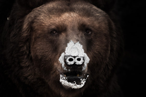 Why A Cocaine Bear Sequel Could Actually Work