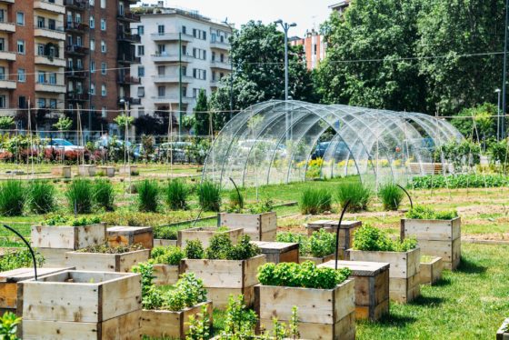 You Can Turn Your Backyard Into a Biodiversity Hotspot