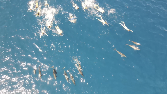 33 Swimmers ‘Harassed’ Dolphins in Hawaii, Authorities Claim