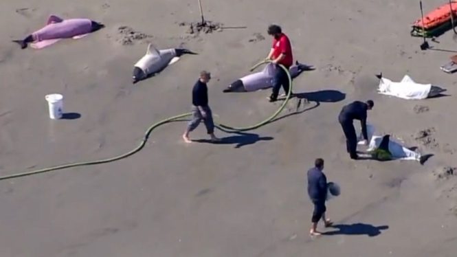 8 Dolphins Dead After Washing Ashore in New Jersey