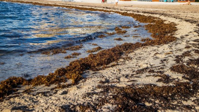 A 5,000-Mile-Wide Blob of Stinky Seaweed Is Headed Straight for Florida