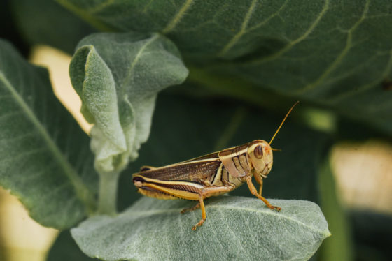 A grasshopper-like soft material can jump 200 times above its thickness