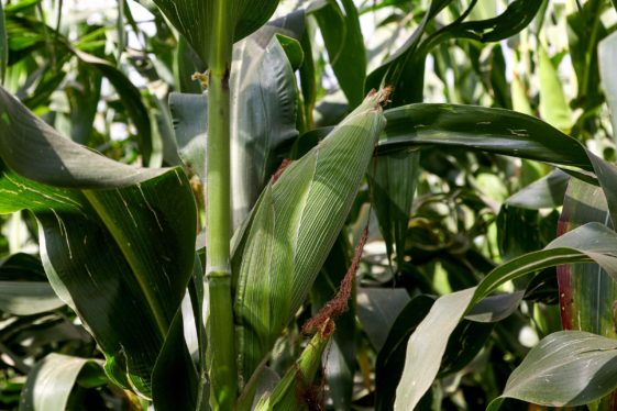 As Kenya’s crops fail, a fight over GMO rages