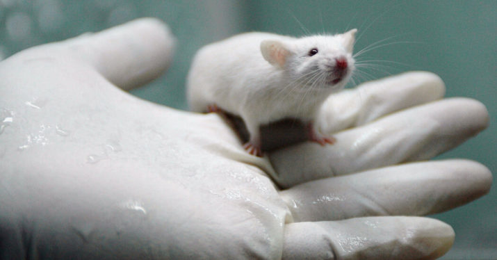 Could the Next Blockbuster Drug Be Lab-Rat Free?