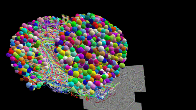 First Complete Map of a Fly Brain Has Uncanny Similarities to AI Neural Networks