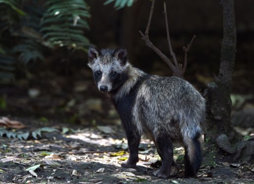 Genetic data links SARS-CoV-2 to raccoon dogs in China market, scientists say