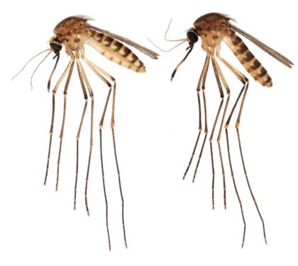 Great, Florida Has a New Invasive Mosquito