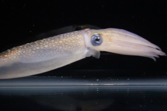Human cells hacked to act like squid skin cells could unlock key to camouflage