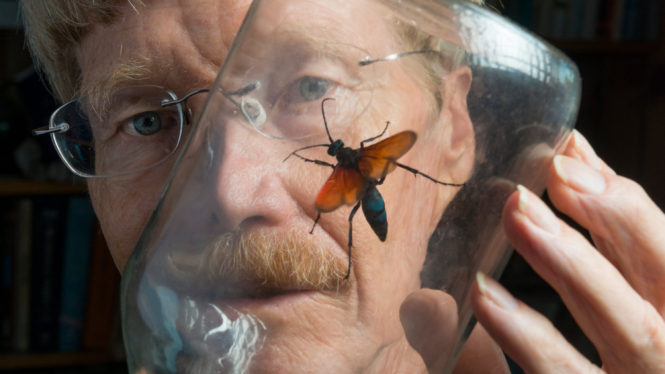 Justin O. Schmidt, Entomologist Known as ‘King of Sting,’ Dies at 75