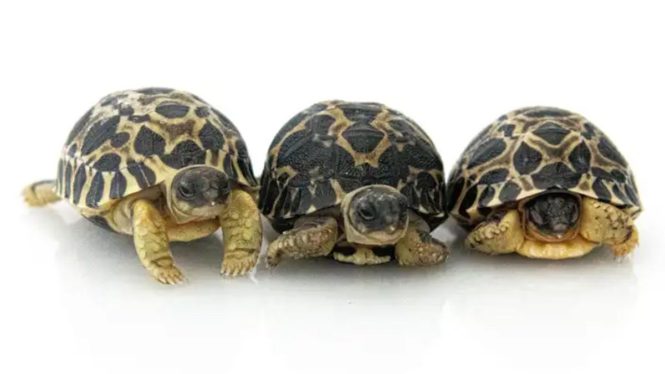Mazel Tov! 90-Year-Old Mr. Pickles Fathers Three Tortoises