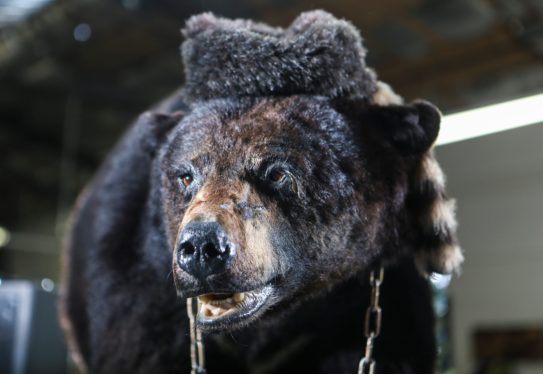 Move Over, ‘Cocaine Bear,’ There’s a New Coked-Out Animal in Town