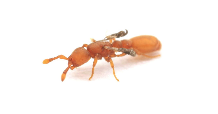 Mutant, Parasitic Impostor Queens Lurk in Ant Colonies