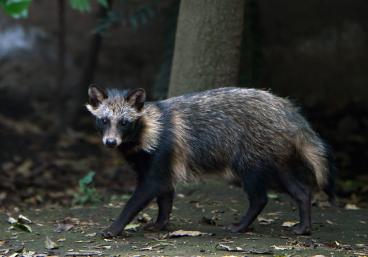 New Data Links Pandemic’s Origins to Raccoon Dogs at Wuhan Market