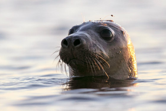 Scientists Investigate a Bird Flu Outbreak in Seals