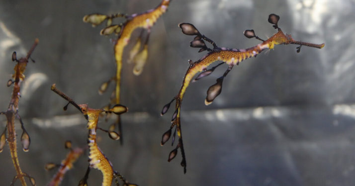 Scientists Successfully Breed Sea Dragons in Captivity