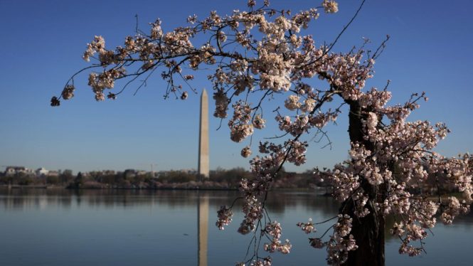 See D.C.’s Early Blooming Cherry Blossoms After a Super-Warm Winter
