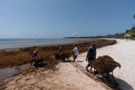 Startup says the seaweed blobbing toward Florida has a silver lining