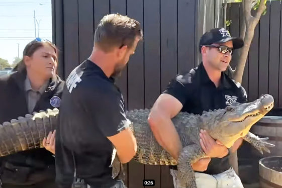 Stolen Alligator Kept as a Pet Returned to Zoo After 20 Years