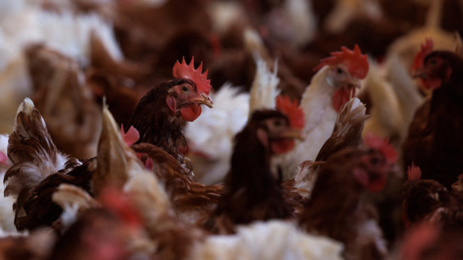 U.S. Considers Vaccinating Chickens Amid Bird Flu Outbreak