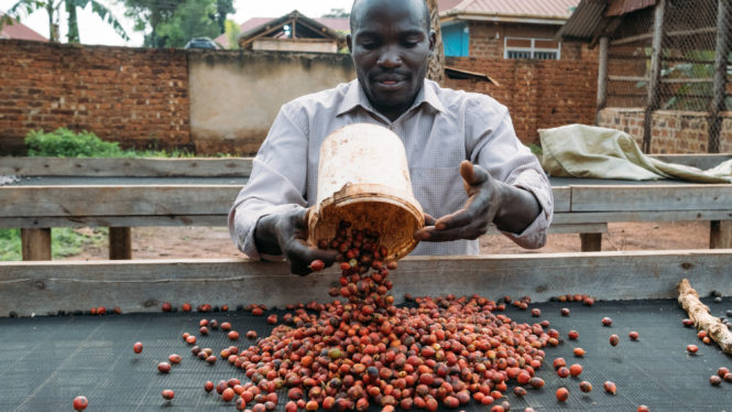 A More Climate-Resistant Coffee Rises in Africa