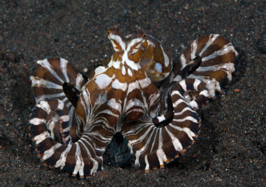 An octopus’s stripes can act as a unique ID