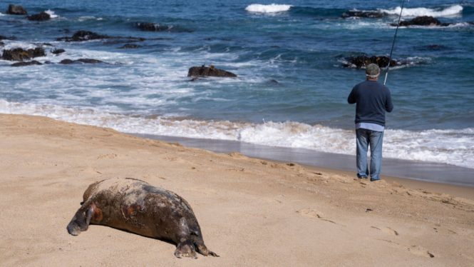 Bird Flu Sample from Chilean Man Showed Some Signs of Adaptation to Mammals