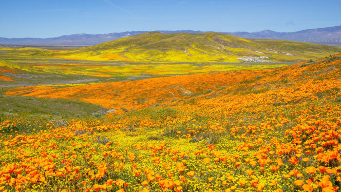 California Is Covered in Flowers