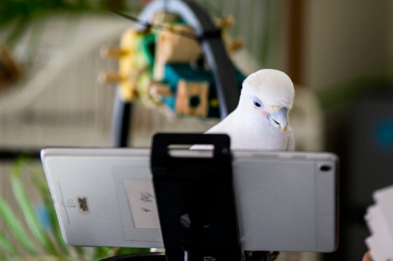 Can Parrots Talk Over Video Chat? Experiment Shows How They Adapt and Connect