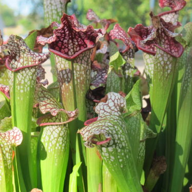 Carnivorous Plants Use a Smelly Trick to Catch Their Prey