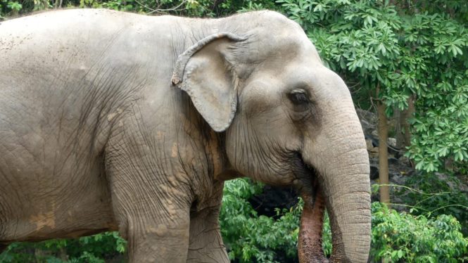 Clever Elephant Starts Peeling Her Bananas After Seeing Humans Do It