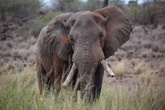 Elephants must adapt to a rapidly changing world in Secrets of the Elephants
