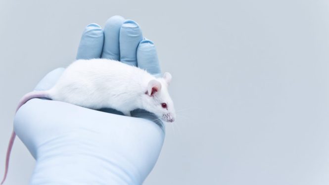 Experimental Gel Killed 100% of Brain Tumors in Mice