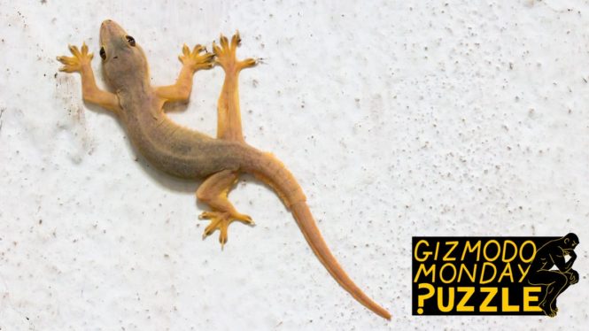 Gizmodo Monday Puzzle: Help the Gecko Find a Shortcut