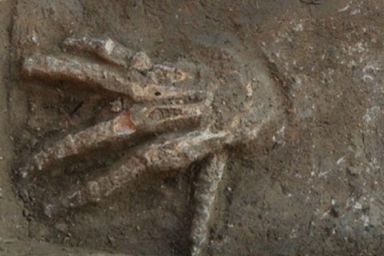 Gruesome cache of severed hands is evidence of trophy-taking in ancient Egypt