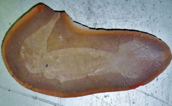 Has the “Tully monster” mystery finally been solved after 75 years?