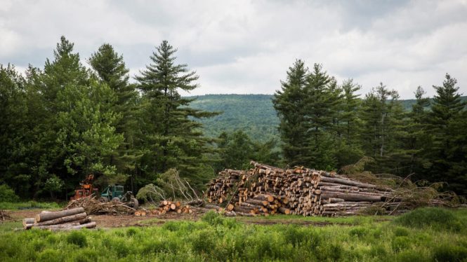 How an American Logging Giant Bills Itself as a Climate Hero