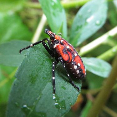 Invasive Spotted Lanternflies Are Hatching Soon. Kill Them. Kill Them All.