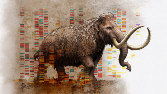 New effort IDs the genes that made the mammoth